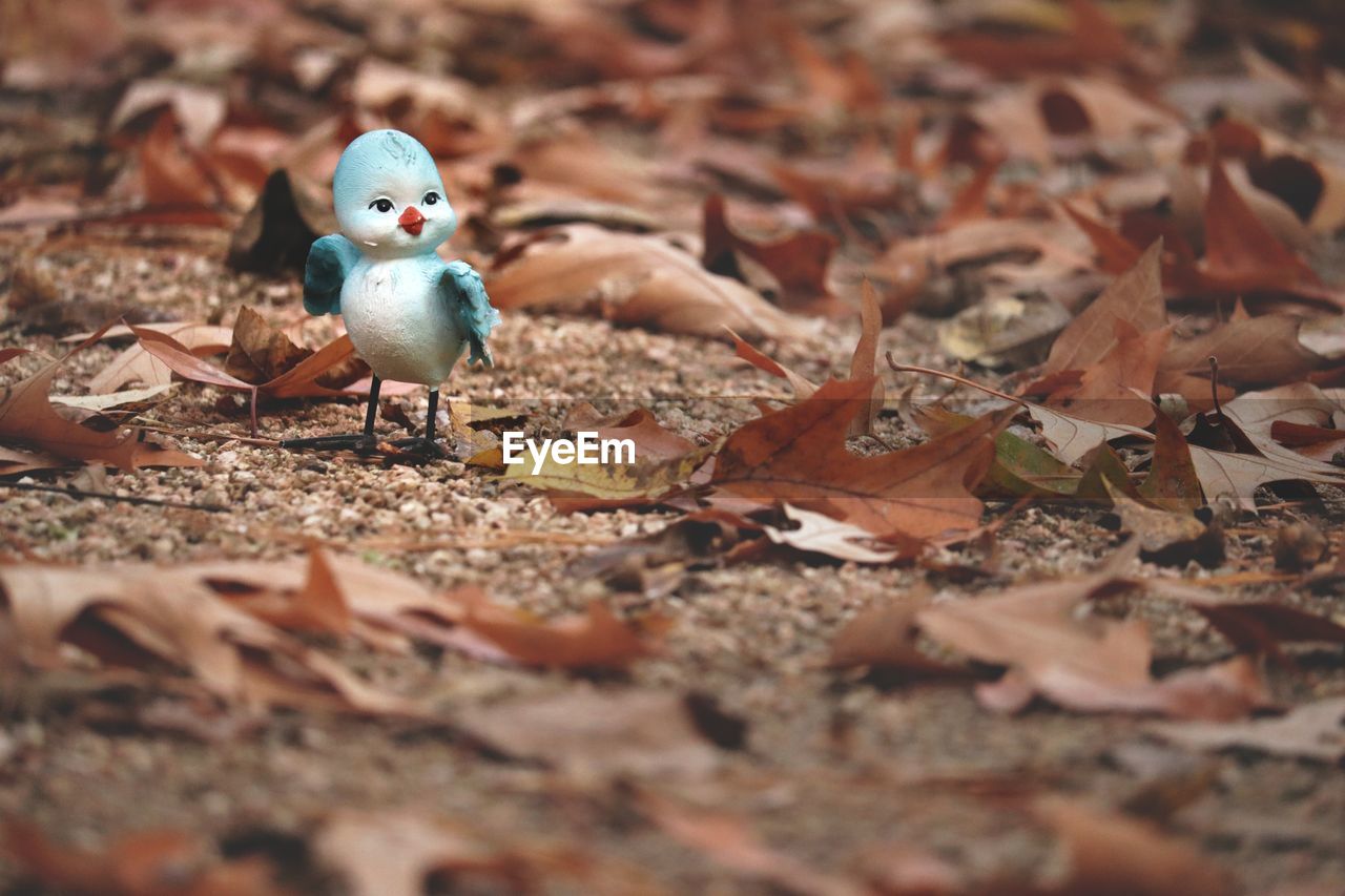 CLOSE-UP OF BIRD ON GROUND