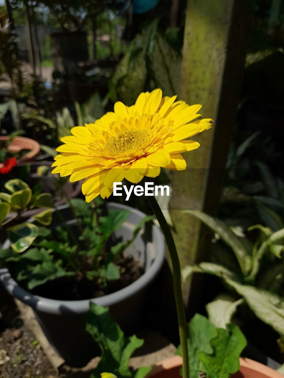 flower, flowering plant, plant, yellow, freshness, beauty in nature, nature, leaf, growth, green, fragility, flower head, close-up, inflorescence, petal, plant part, no people, outdoors, day, focus on foreground