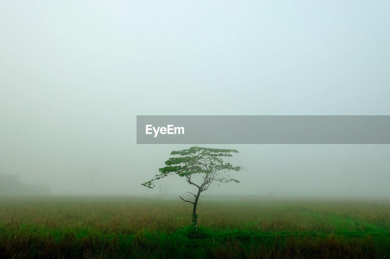plant, mist, environment, fog, landscape, morning, land, field, tree, nature, beauty in nature, plain, horizon, grass, tranquility, no people, sky, rural scene, scenics - nature, tranquil scene, grassland, haze, non-urban scene, growth, outdoors, agriculture, natural environment, copy space, prairie, green, day, dawn, savanna