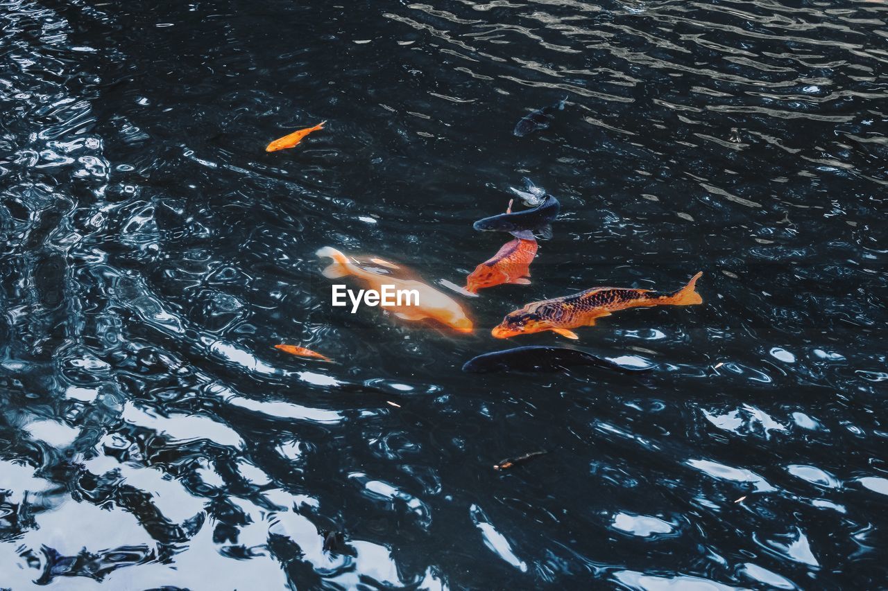 High angle view of koi carps swimming in lake