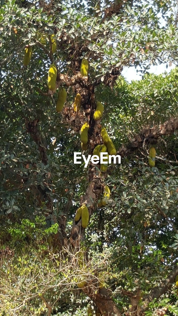 VIEW OF BIRD ON PLANT