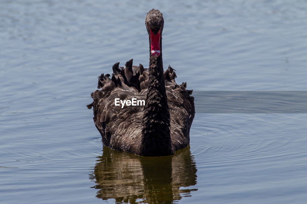 BIRD SWIMMING IN LAKE