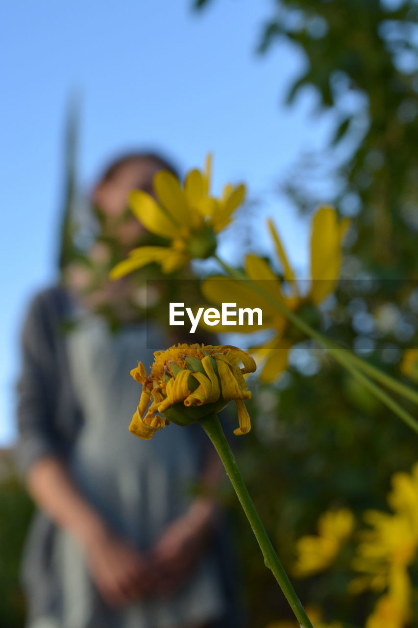 CLOSE-UP OF YELLOW FLOWER
