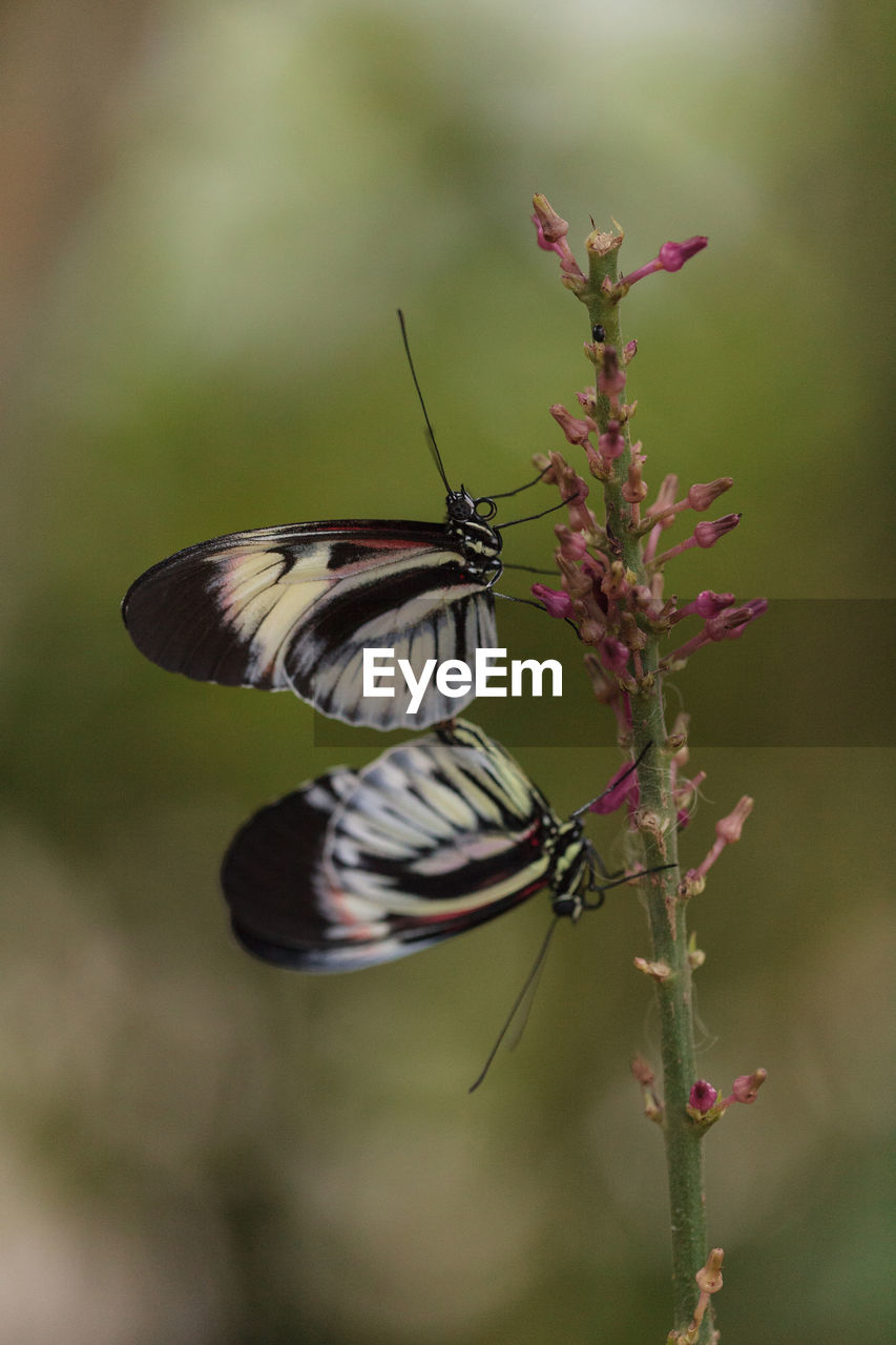 Mating dance of several piano key butterfly heliconius melpomene insects in a garden.