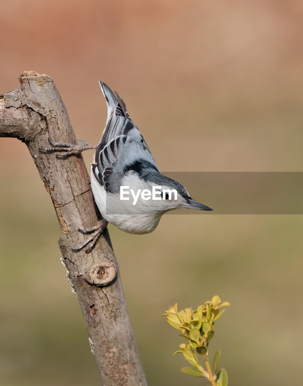 White-breasted nuthatch