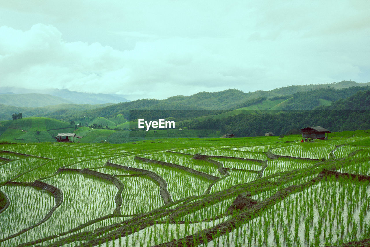 Scenic view of rice field against cloudy sky