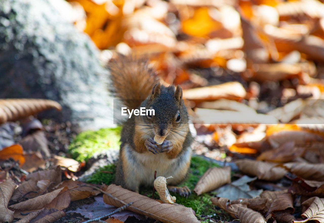 Portrait of squirrel on leaves