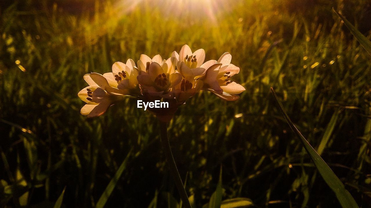 CLOSE-UP OF FRESH FLOWERS BLOOMING IN SUNLIGHT