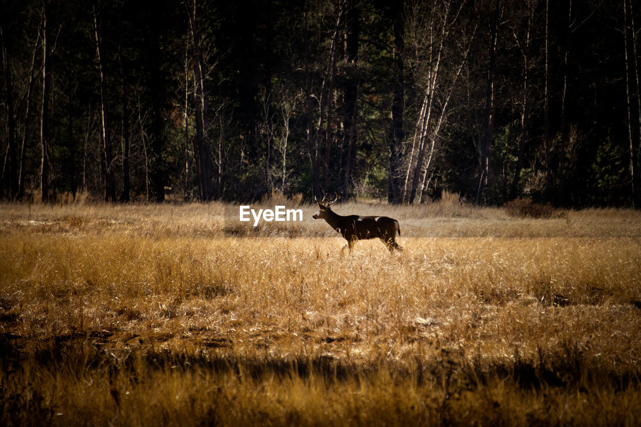 View of a horse on field