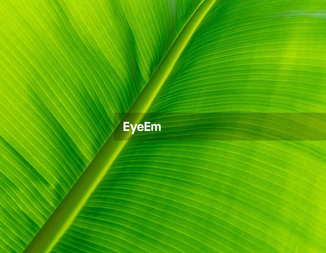 green, leaf, plant part, palm tree, backgrounds, palm leaf, banana leaf, yellow, tropical climate, full frame, no people, close-up, beauty in nature, pattern, plant, nature, textured, leaf vein, frond, grass, line, tree, growth, flower, sunlight, freshness, botany, macro, environment, vibrant color, abstract, outdoors, fragility, extreme close-up, striped, circle, leaves, lush foliage, abstract backgrounds