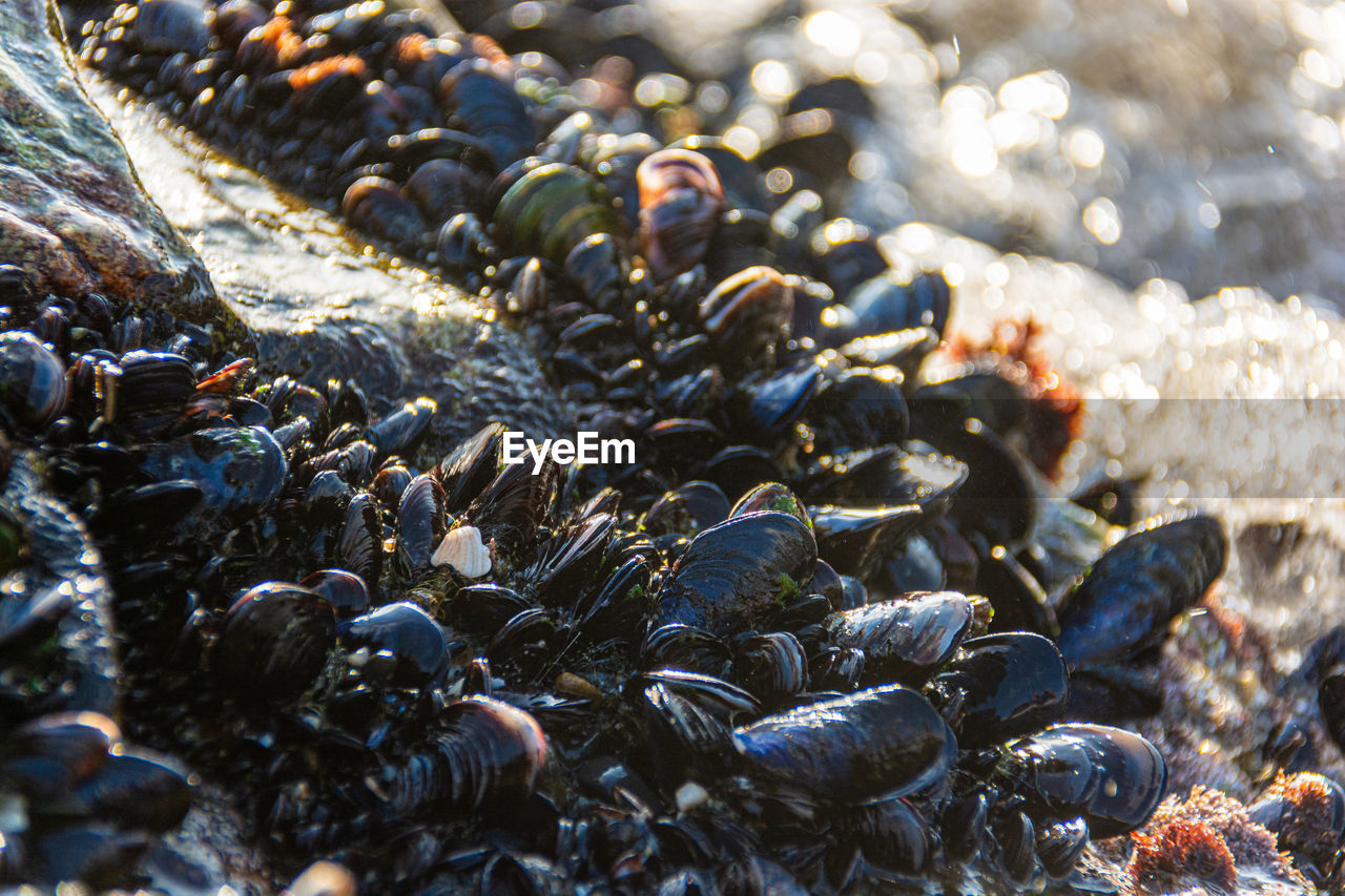 Close-up of pebbles on beach