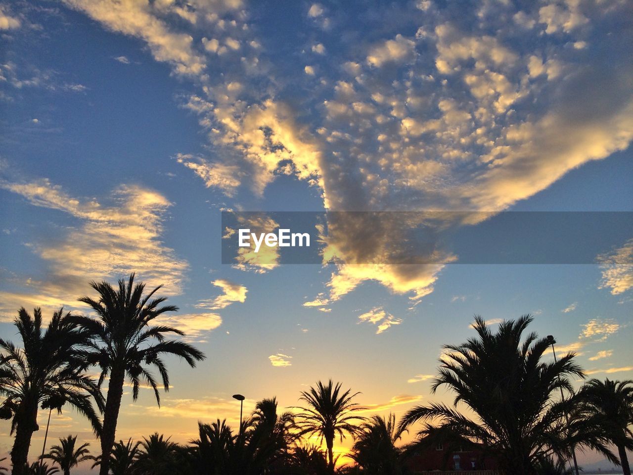 LOW ANGLE VIEW OF SILHOUETTE PALM TREES AGAINST SKY