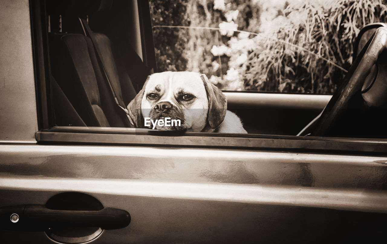 Close-up of a dog looking through window