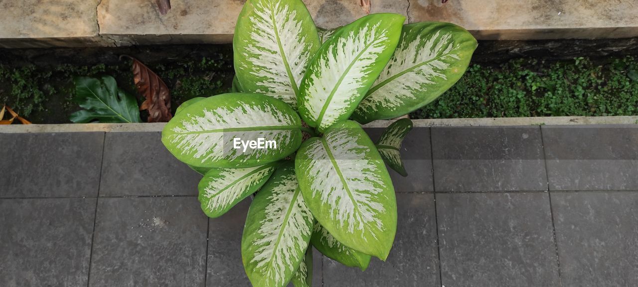 green, leaf, plant part, plant, high angle view, flower, no people, nature, growth, produce, day, food, food and drink, freshness, outdoors, wood, directly above, healthy eating, close-up, wall - building feature, wellbeing, potted plant