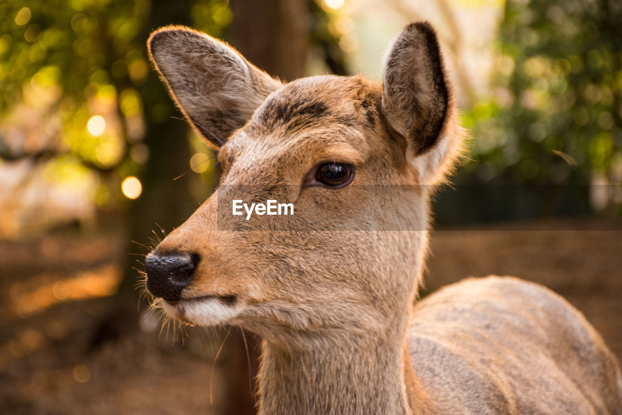 CLOSE-UP PORTRAIT OF A DEER