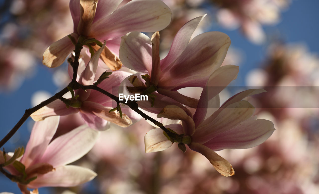 flower, plant, flowering plant, beauty in nature, freshness, fragility, blossom, spring, growth, close-up, nature, springtime, pink, petal, focus on foreground, tree, macro photography, flower head, inflorescence, magnolia, branch, no people, botany, outdoors, lilac, twig, selective focus, day, pollen