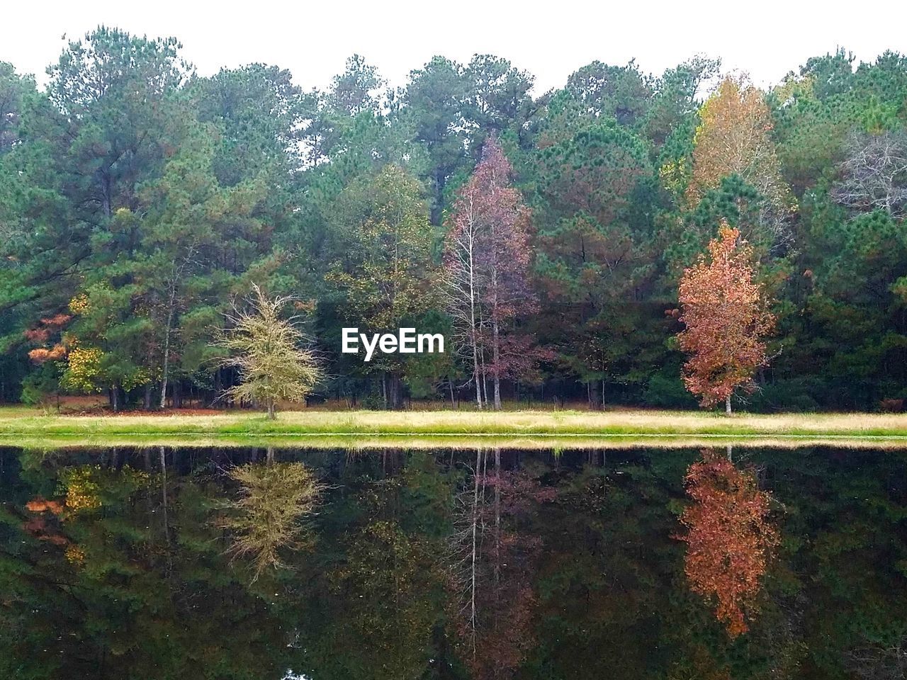 TREES BY LAKE IN FOREST