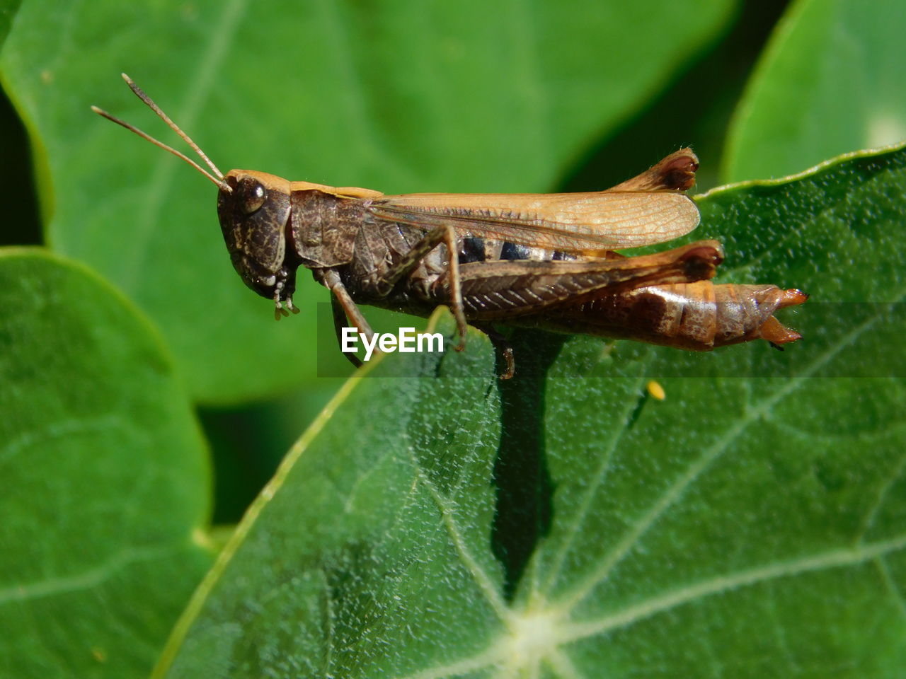 CLOSE-UP OF CATERPILLAR ON LEAF