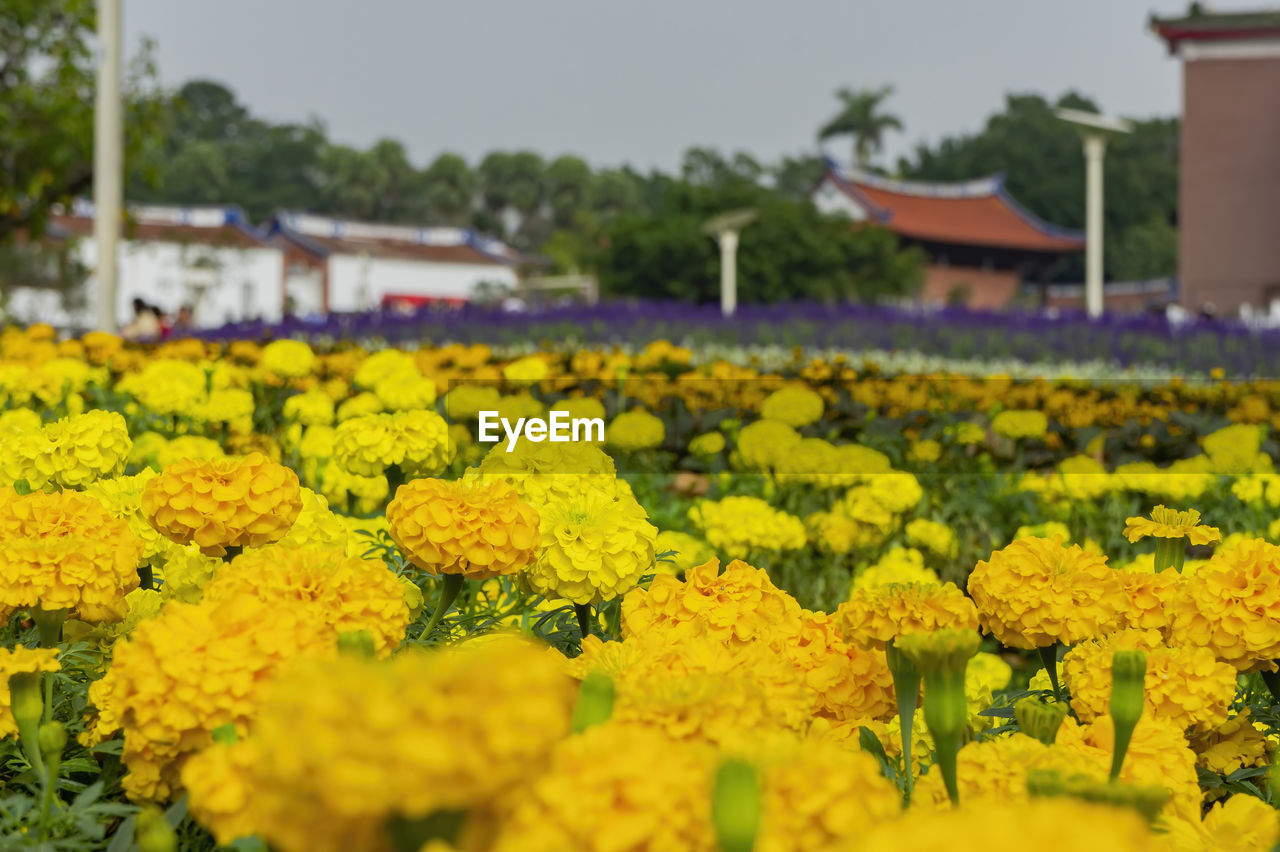 CLOSE-UP OF YELLOW FLOWERING PLANTS ON LAND