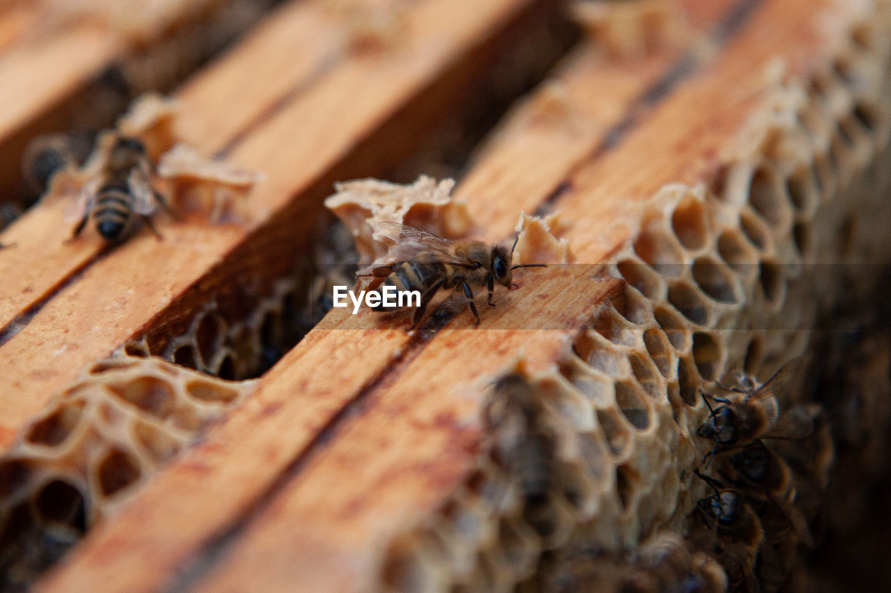 Close-up of bee on wood