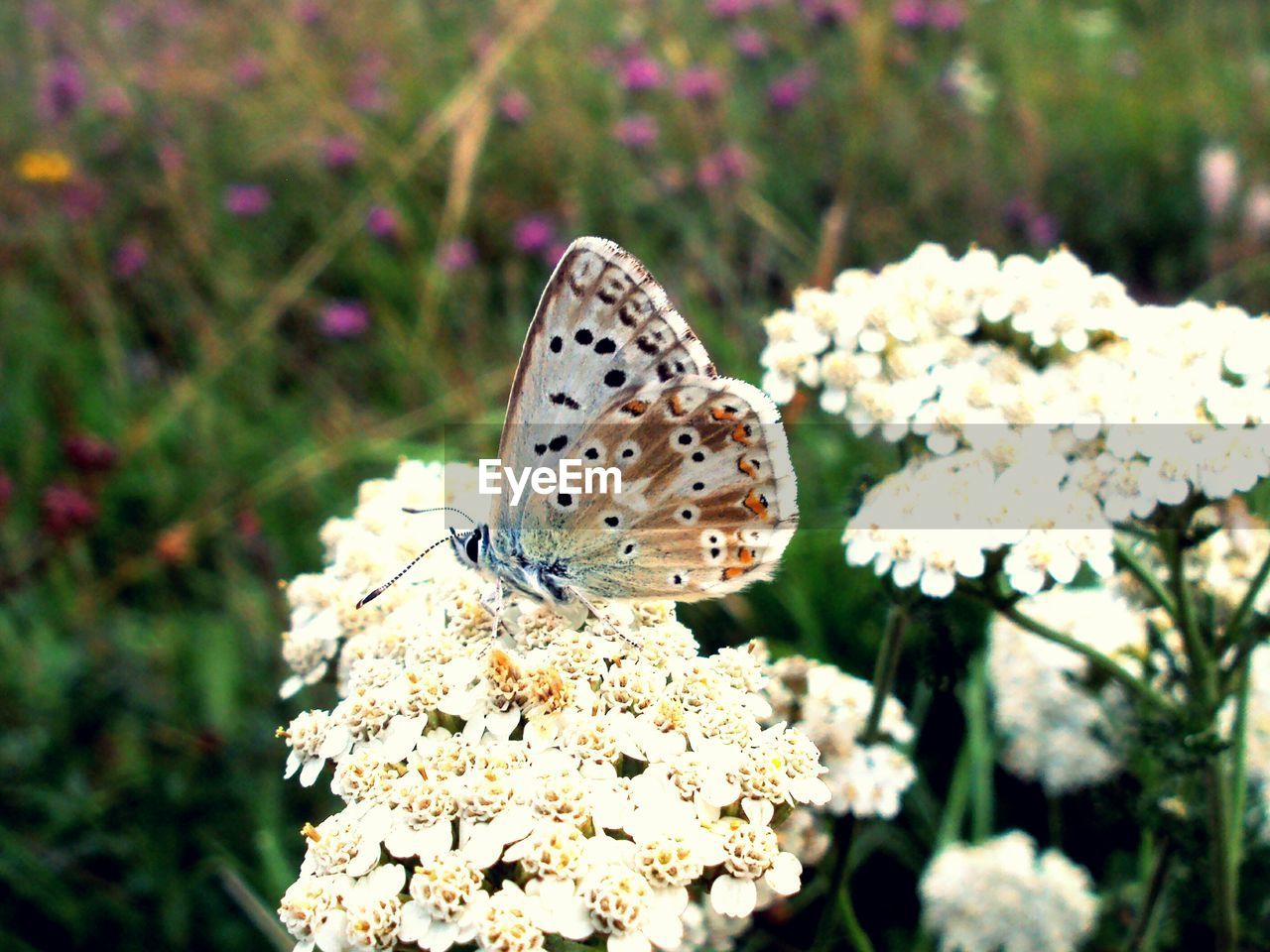 Close-up of butterfly perching on flower