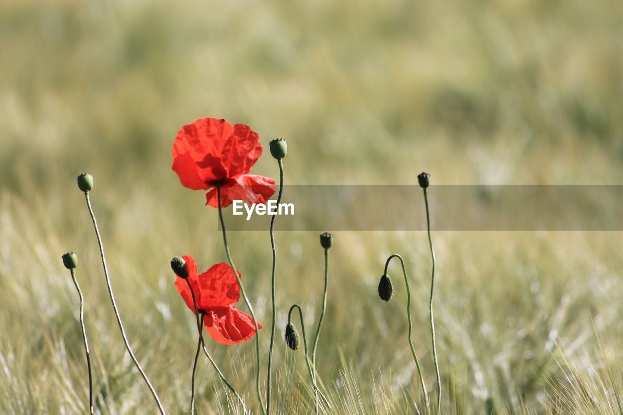 Close-up of red poppy flowers on field