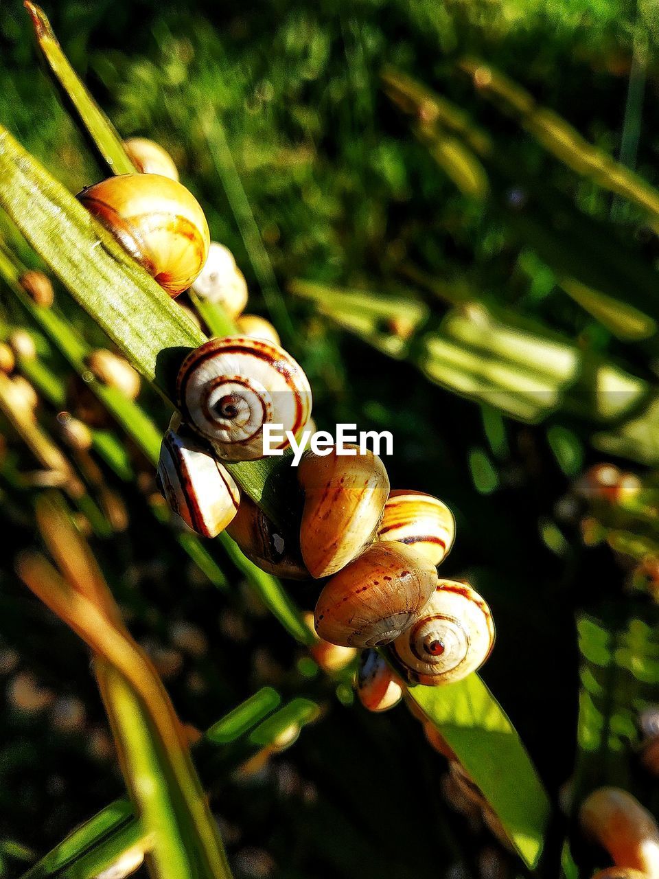 CLOSE-UP OF SNAILS ON PLANT