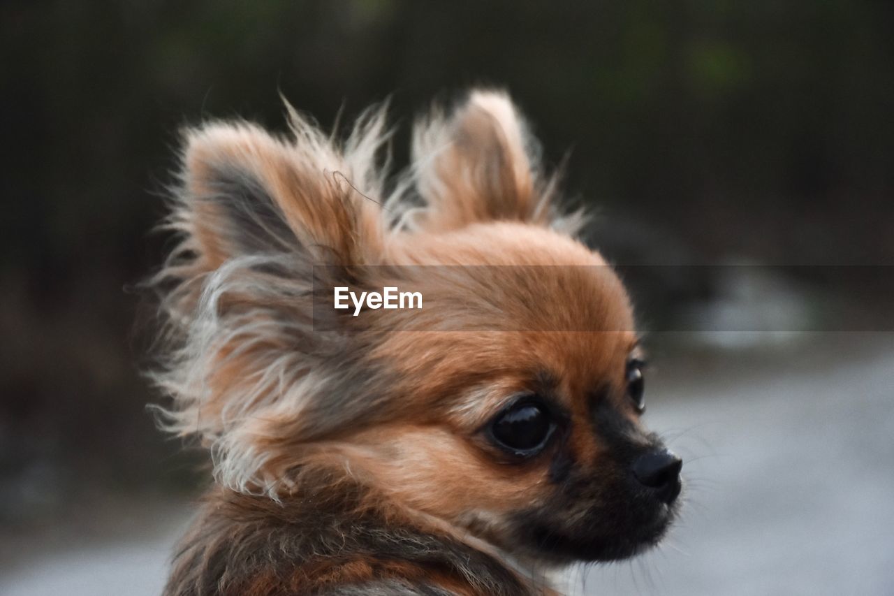 Close-up of a dog looking away