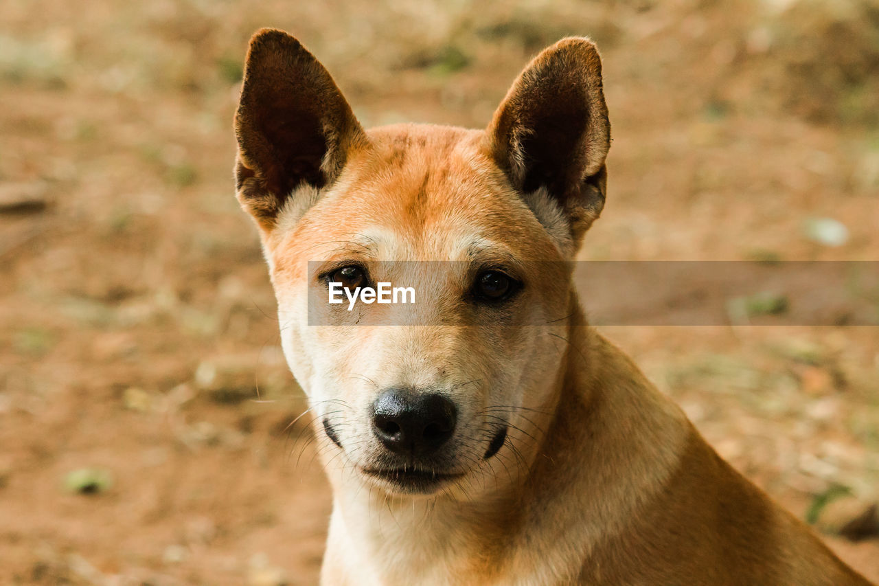 animal, animal themes, one animal, dog, mammal, portrait, dingo, pet, looking at camera, canine, domestic animals, animal body part, no people, animal wildlife, close-up, wildlife, carnivore, focus on foreground, wolfdog, outdoors, nature