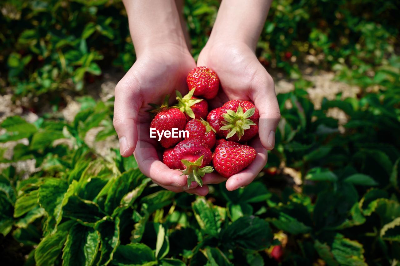 LOW SECTION OF PERSON HOLDING STRAWBERRIES