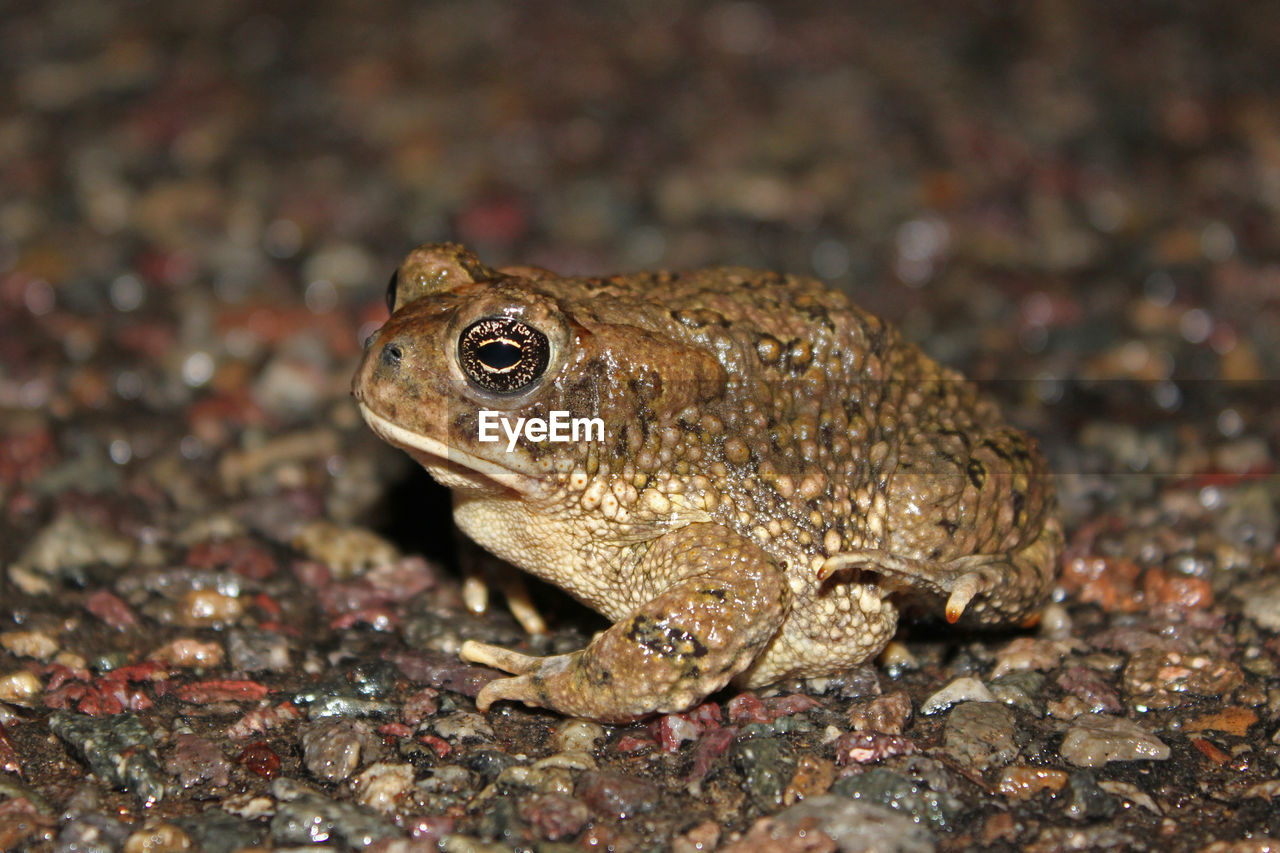 CLOSE-UP VIEW OF FROG