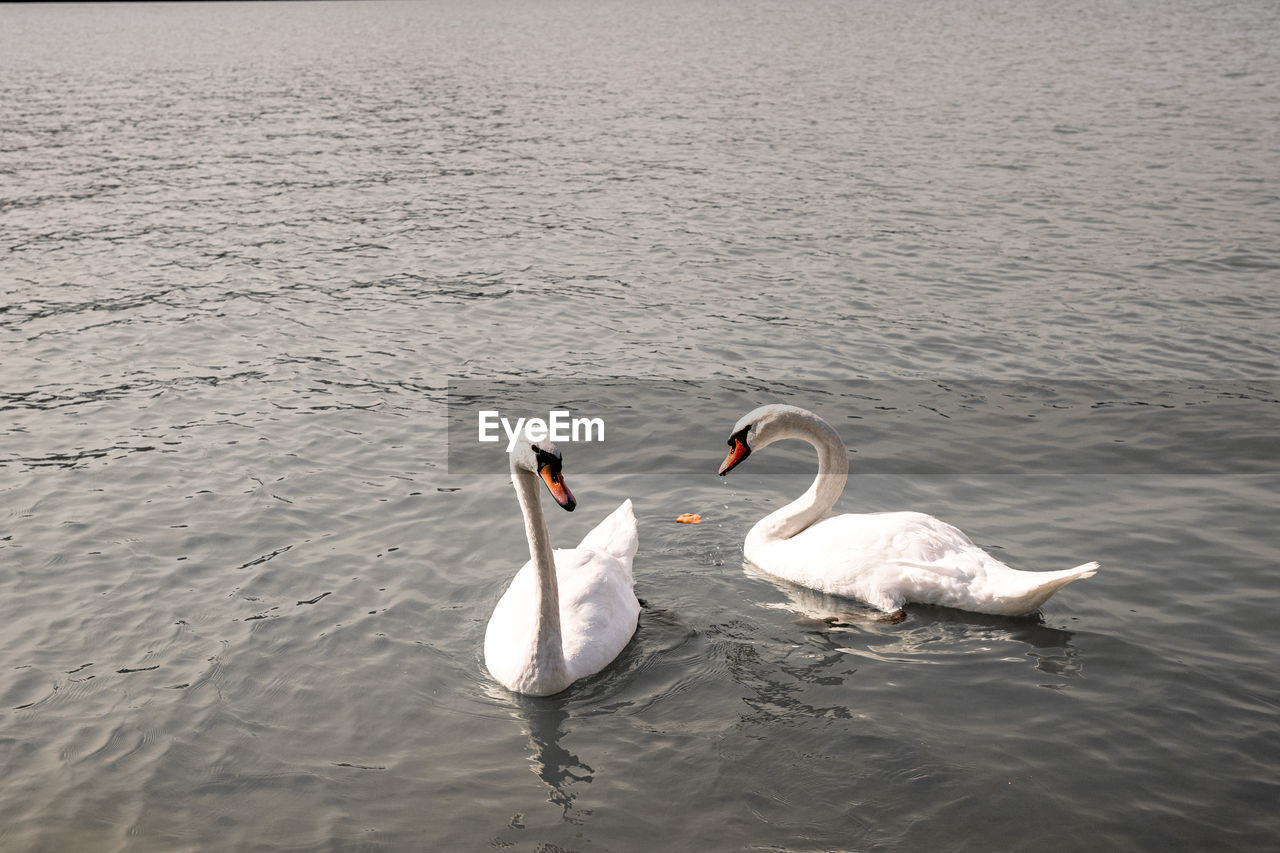 SWAN FLOATING ON WATER