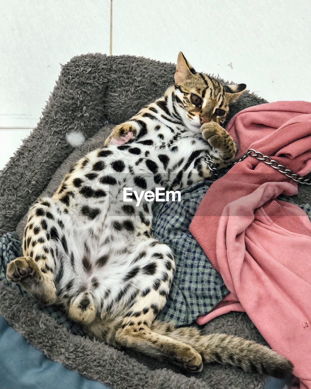 Cat sleeping on blanket
