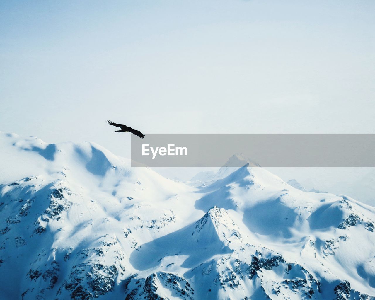 Bird flying over mountains against sky