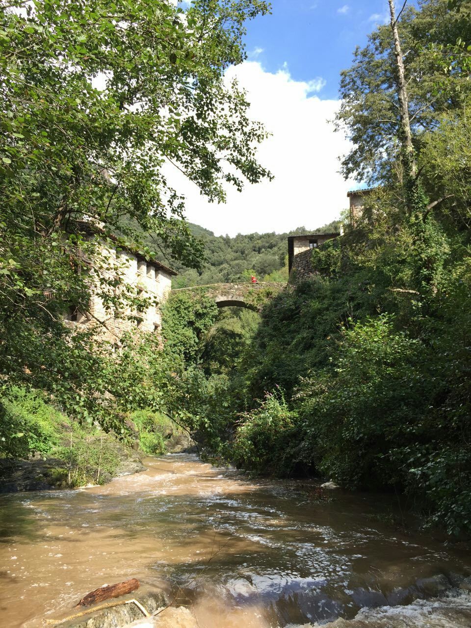 STREAM AMIDST PLANTS AGAINST SKY