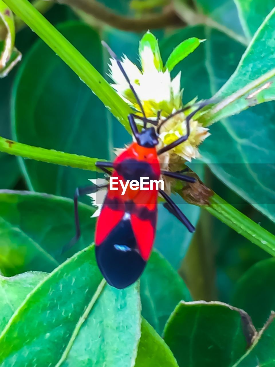 CLOSE-UP OF BUTTERFLY PERCHING ON LEAF