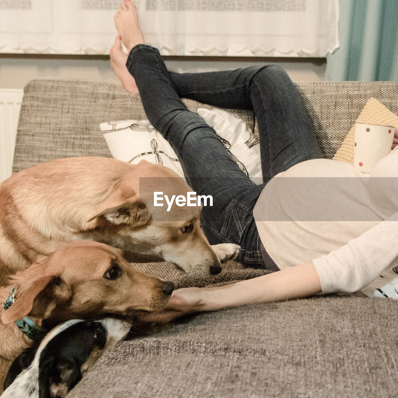 Pregnant woman relaxing by dogs on sofa