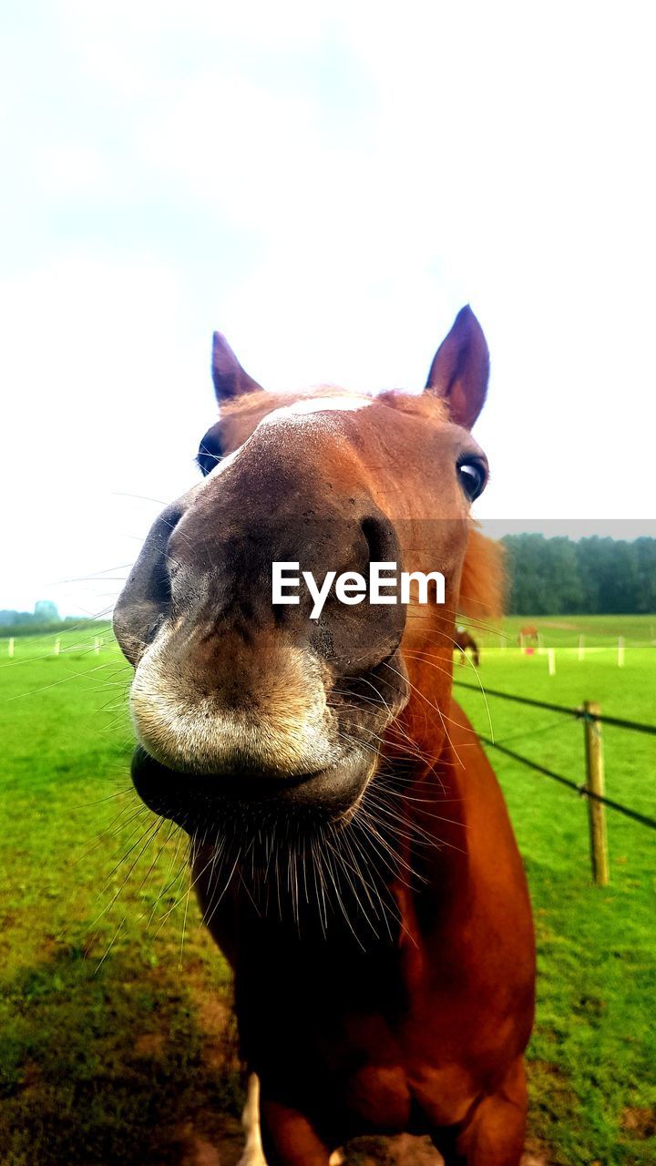 PORTRAIT OF HORSE ON FIELD