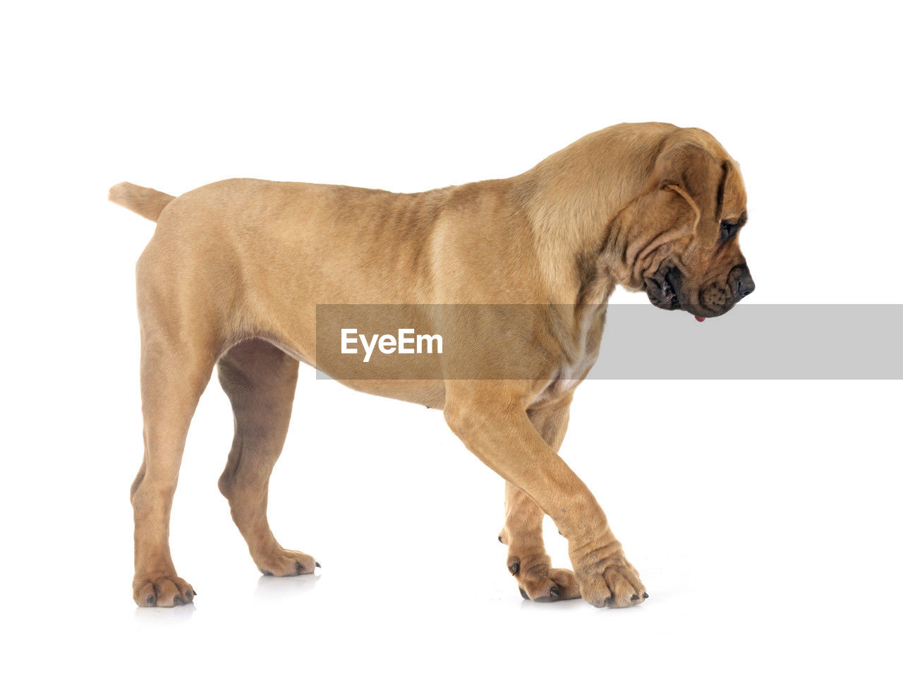 mammal, dog, animal themes, pet, animal, one animal, domestic animals, cut out, white background, canine, side view, bullmastiff, profile view, studio shot, carnivore, brown, full length, no people, indoors, guard dog, young animal