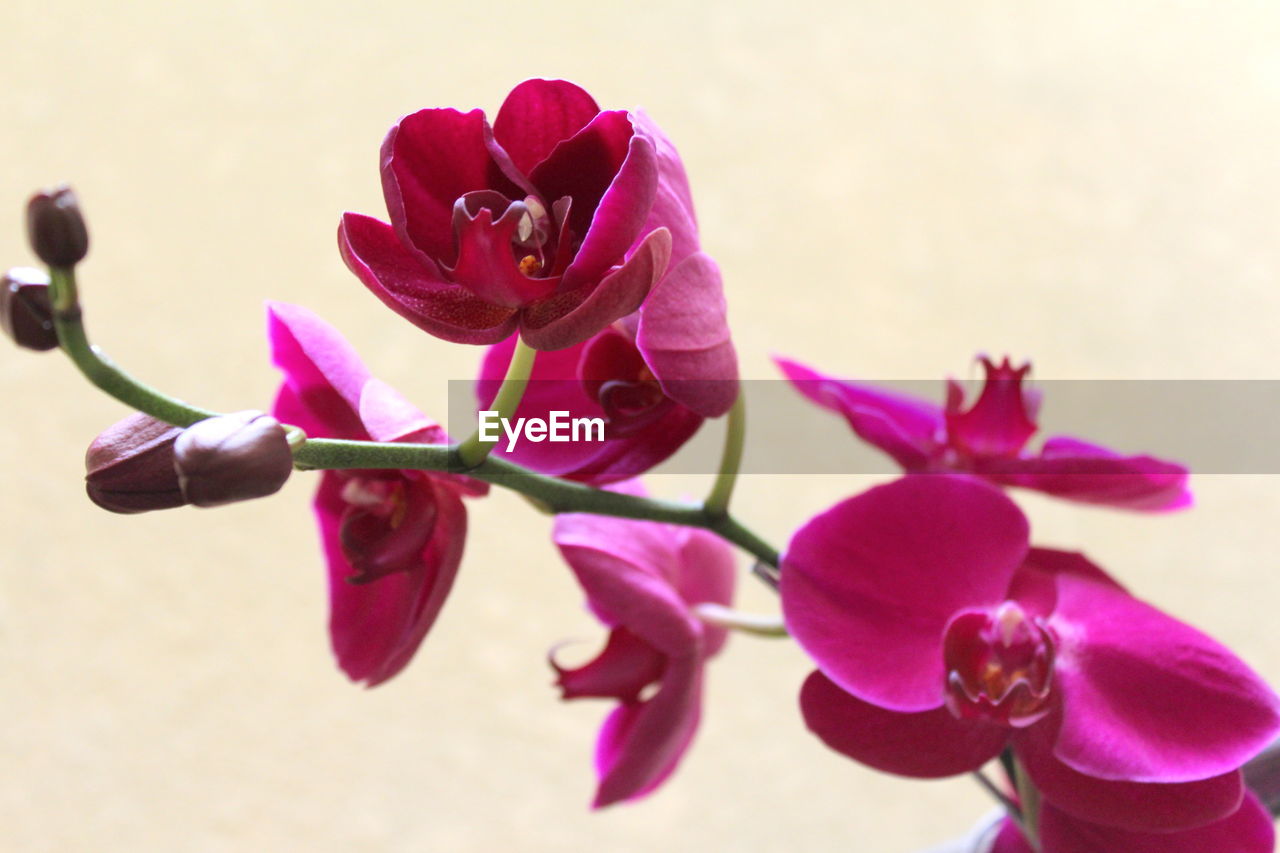 CLOSE-UP OF BOUGAINVILLEA FLOWERS