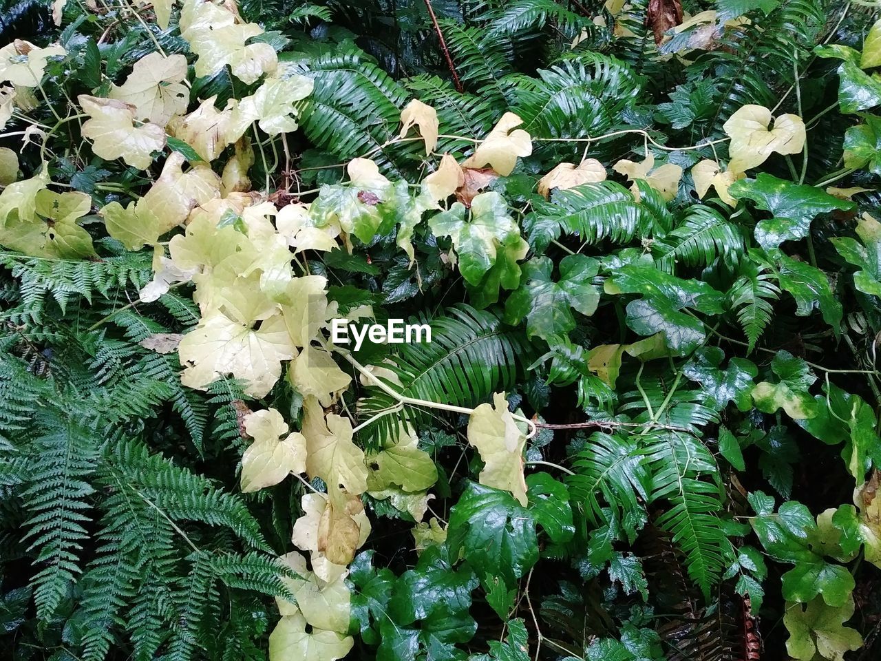 Close-up of plants