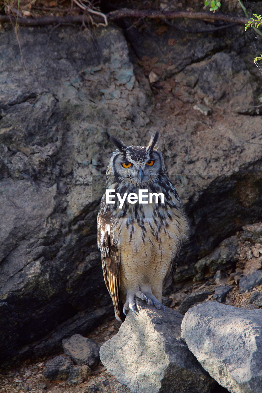 Close-up of eagle perching on rock