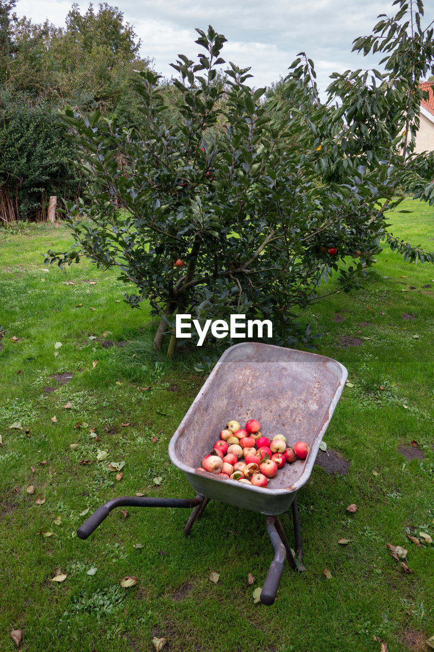 VIEW OF FRUIT IN BACKYARD