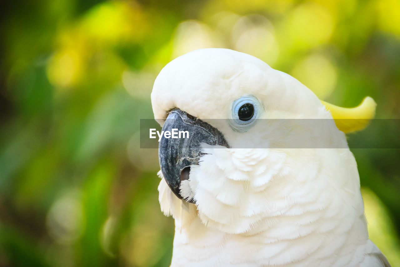 CLOSE-UP OF A DUCK