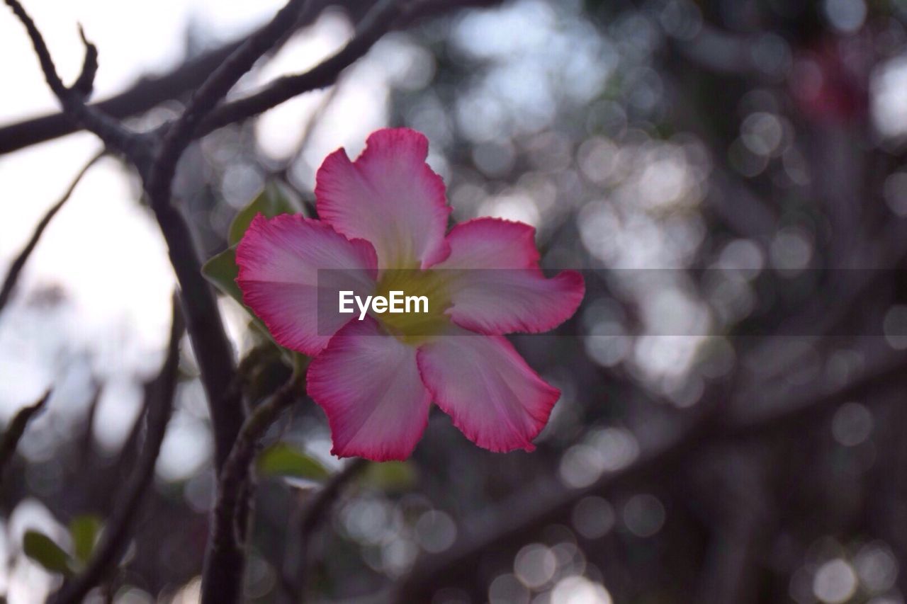 CLOSE-UP OF PINK FLOWER TREE