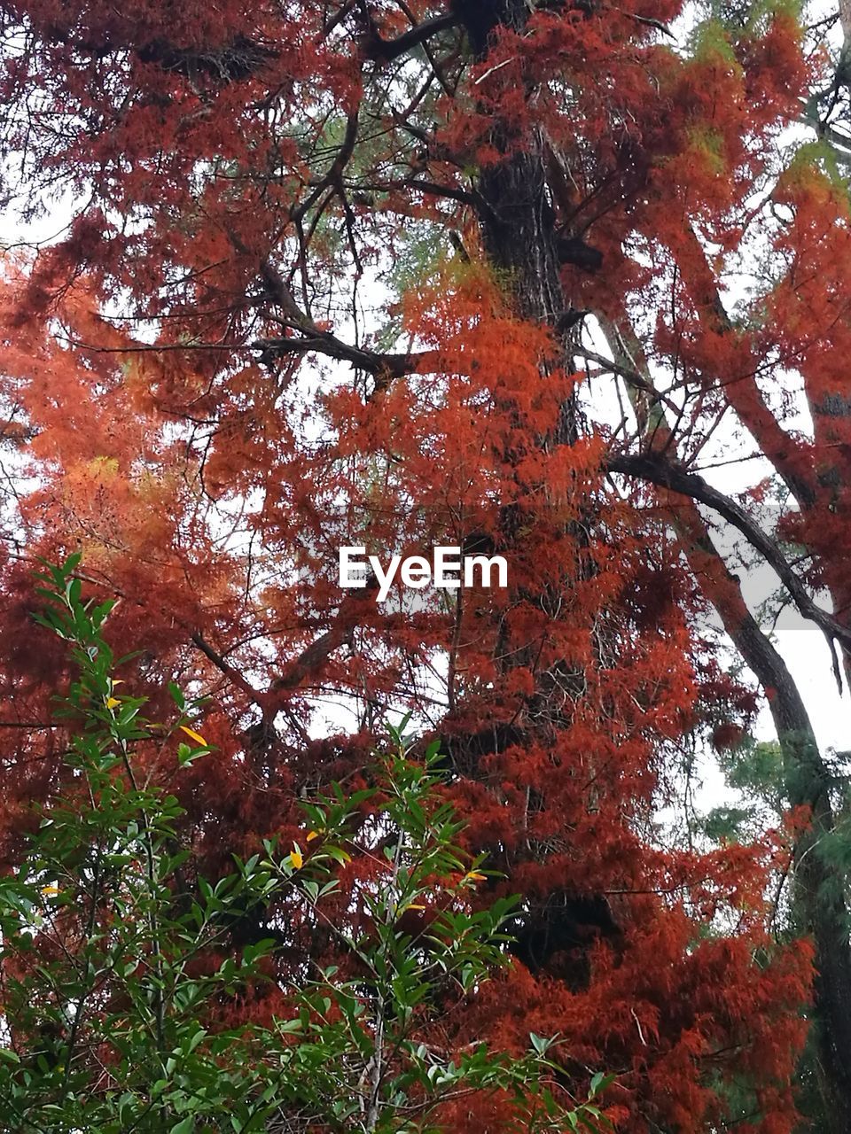 LOW ANGLE VIEW OF BIRD ON BRANCH