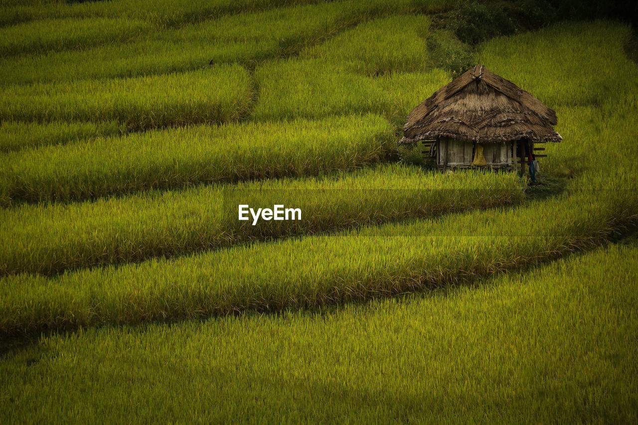 GREEN FIELD