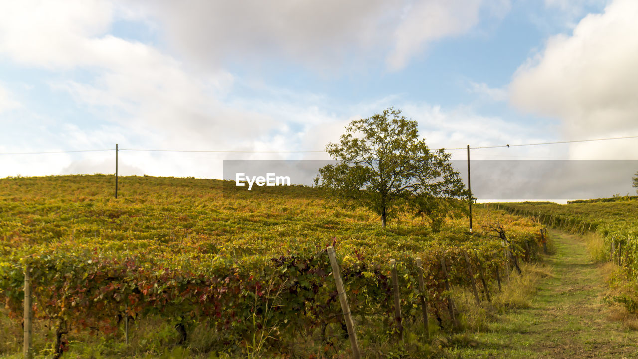 Scenic view of agricultural field against sky