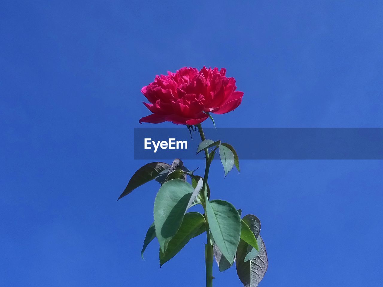 Close-up of red flower against blue sky