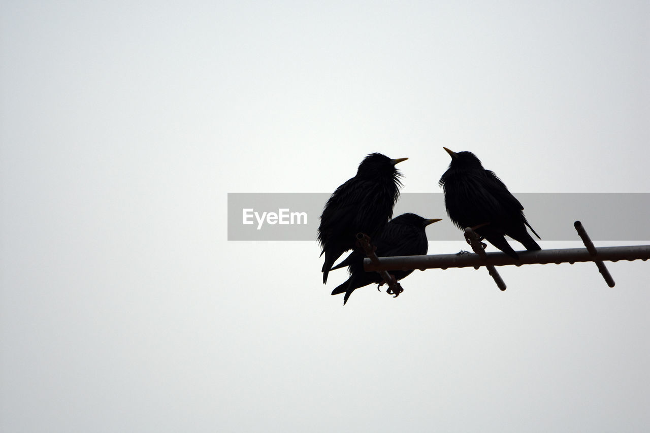 LOW ANGLE VIEW OF TWO BIRDS PERCHING ON CABLE